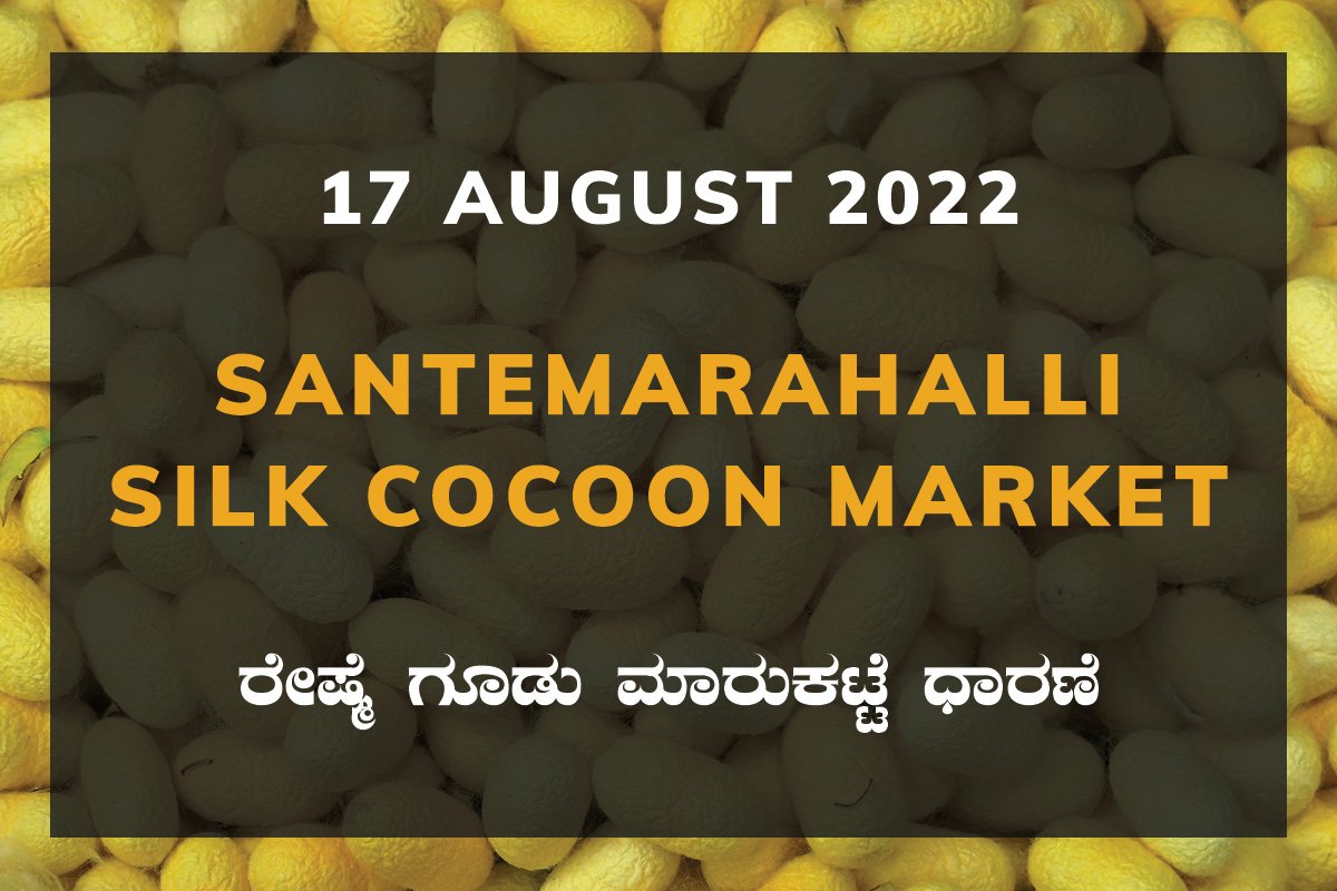 17AugKa02b Santemarahalli SM Halli Silk Cocoon Market Price Rate ಸಂತೇಮರಹಳ್ಳಿ ರೇಷ್ಮೆ ಗೂಡು ಮಾರುಕಟ್ಟೆ ಧಾರಣೆ