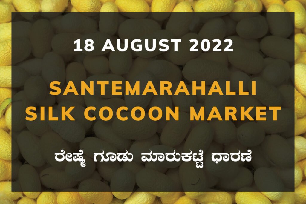 Santemarahalli SM Halli Silk Cocoon Market Price Rate ಸಂತೇಮರಹಳ್ಳಿ ರೇಷ್ಮೆ ಗೂಡು ಮಾರುಕಟ್ಟೆ ಧಾರಣೆ