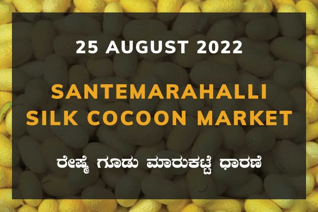 Santemarahalli SM Halli Silk Cocoon Market Price Rate ಸಂತೇಮರಹಳ್ಳಿ ರೇಷ್ಮೆ ಗೂಡು ಮಾರುಕಟ್ಟೆ ಧಾರಣೆ