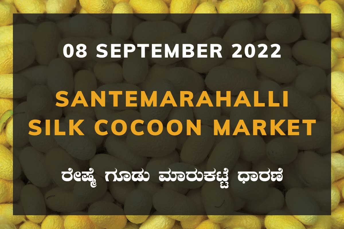 08SepKa02a Santemarahalli SM Halli Silk Cocoon Market Price Rate ಸಂತೇಮರಹಳ್ಳಿ ರೇಷ್ಮೆ ಗೂಡು ಮಾರುಕಟ್ಟೆ ಧಾರಣೆ