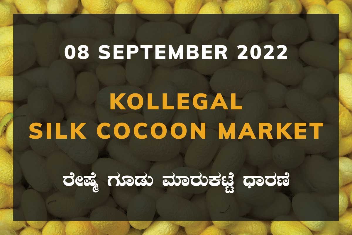 08SepKa02b Kollegal Silk Cocoon Market Price Rate ಕೊಳ್ಳೇಗಾಲ ರೇಷ್ಮೆ ಗೂಡು ಮಾರುಕಟ್ಟೆ ಧಾರಣೆ