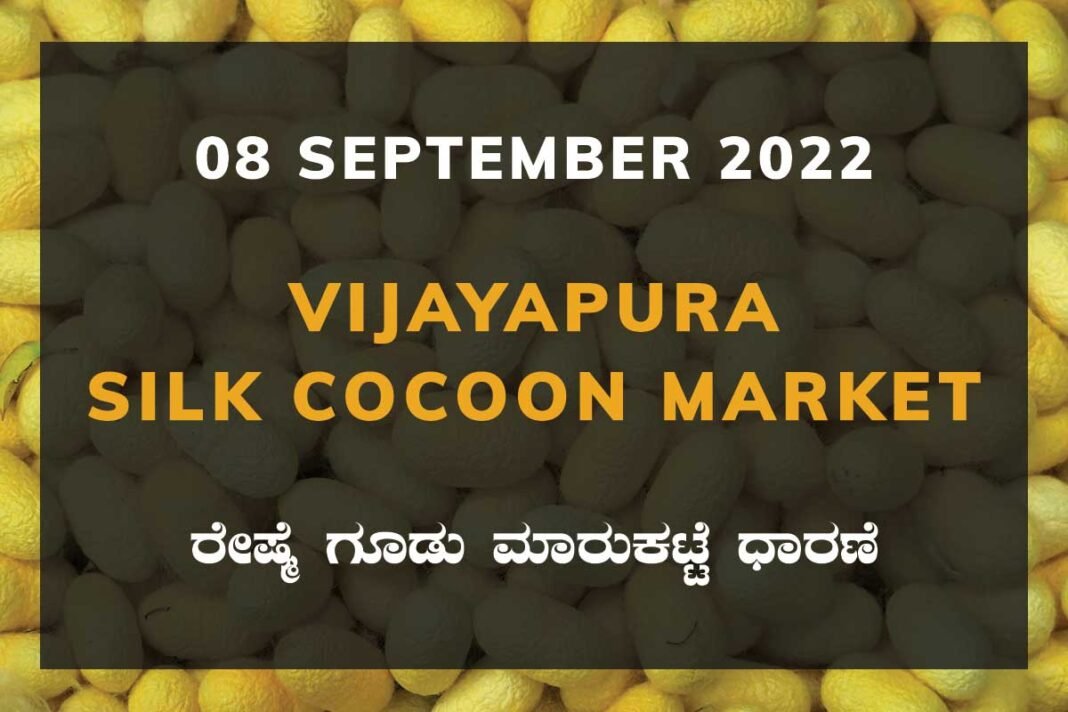 Vijayapura Silk Cocoon Market Price Rate ವಿಜಯಪುರ ರೇಷ್ಮೆ ಗೂಡು ಮಾರುಕಟ್ಟೆ ಧಾರಣೆ