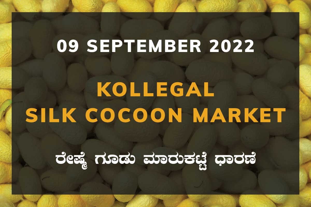 Kollegal Silk Cocoon Market Price Rate ಕೊಳ್ಳೇಗಾಲ ರೇಷ್ಮೆ ಗೂಡು ಮಾರುಕಟ್ಟೆ ಧಾರಣೆ