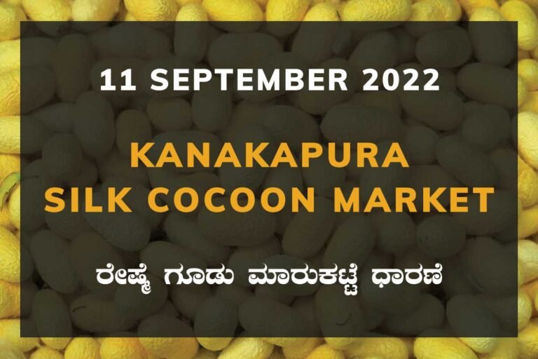 Kanakapura Silk Cocoon Market Price Rate ಕನಕಪುರ ರೇಷ್ಮೆ ಗೂಡು ಮಾರುಕಟ್ಟೆ ಧಾರಣೆ