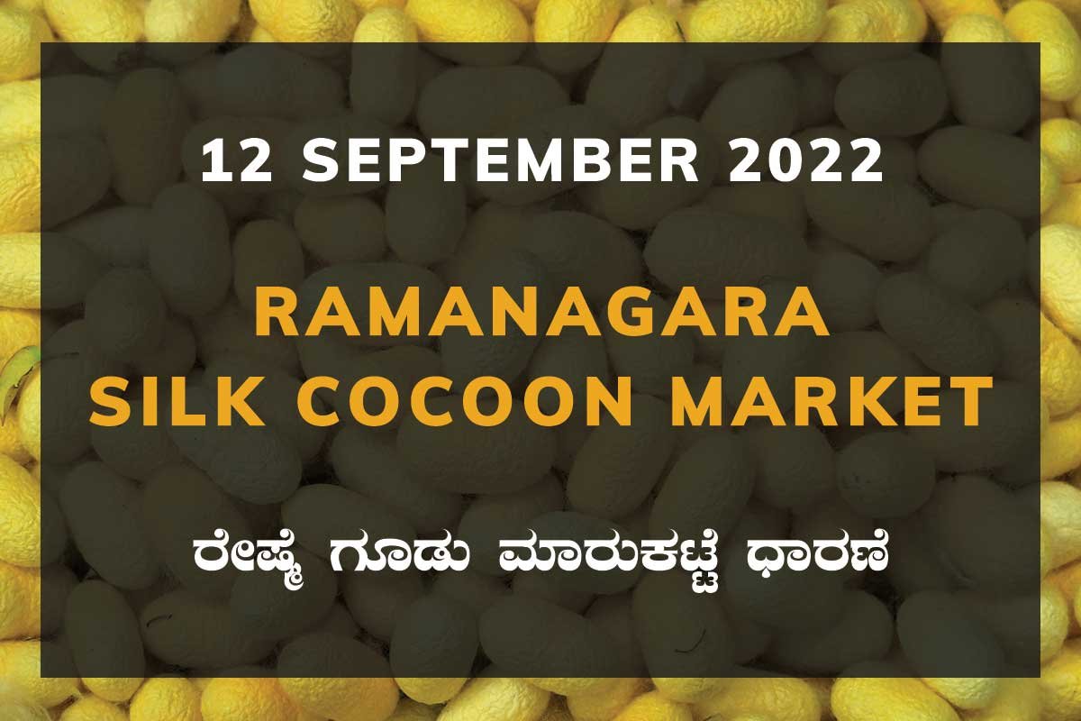 12SepKa02c Ramanagara Silk Cocoon Market ರಾಮನಗರ ರೇಷ್ಮೆ ಗೂಡು ಮಾರುಕಟ್ಟೆ ಧಾರಣೆ