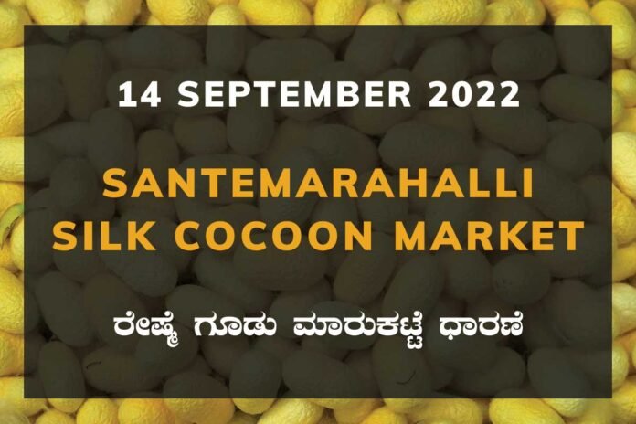 Santemarahalli SM Halli Silk Cocoon Market Price Rate ಸಂತೇಮರಹಳ್ಳಿ ರೇಷ್ಮೆ ಗೂಡು ಮಾರುಕಟ್ಟೆ ಧಾರಣೆ