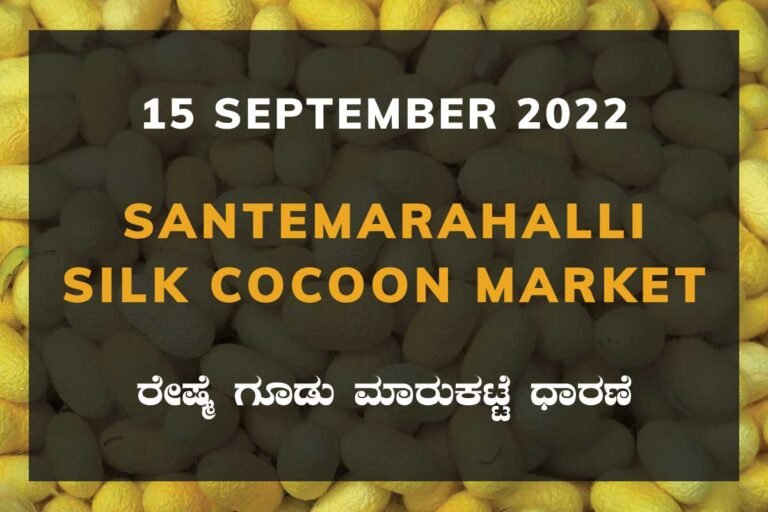 Santemarahalli SM Halli Silk Cocoon Market Price Rate ಸಂತೇಮರಹಳ್ಳಿ ರೇಷ್ಮೆ ಗೂಡು ಮಾರುಕಟ್ಟೆ ಧಾರಣೆ