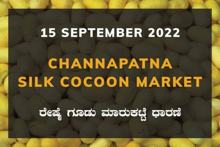 Channapatna Silk Cocoon Market ಚನ್ನಪಟ್ಟಣ ರೇಷ್ಮೆ ಗೂಡು ಮಾರುಕಟ್ಟೆ ಧಾರಣೆ