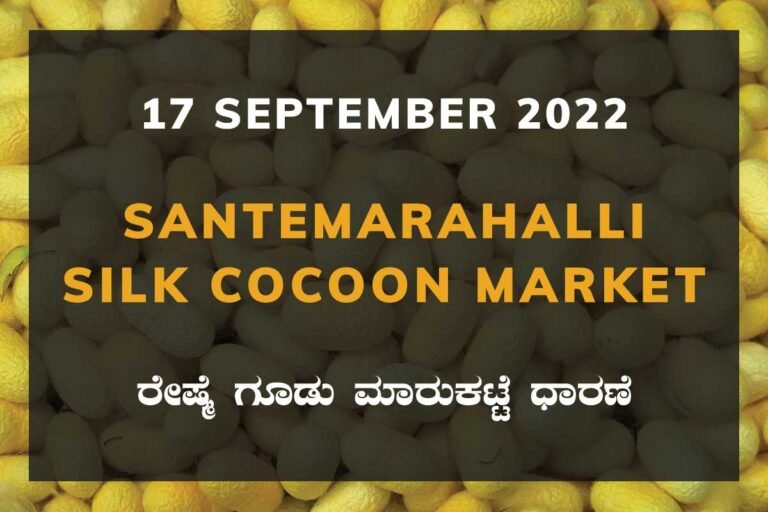 Santemarahalli SM Halli Silk Cocoon Market Price Rate ಸಂತೇಮರಹಳ್ಳಿ ರೇಷ್ಮೆ ಗೂಡು ಮಾರುಕಟ್ಟೆ ಧಾರಣೆ