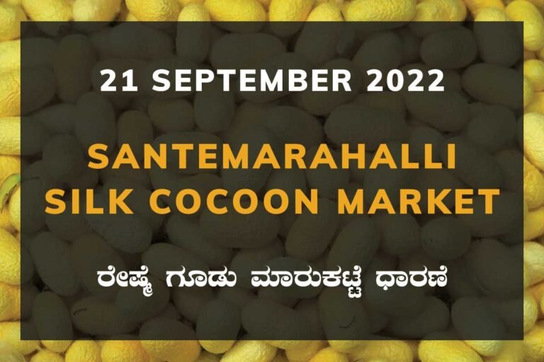 Silk Santemarahalli Cocoon Market