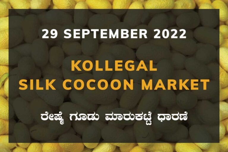 Kollegal Silk Cocoon Market Price Rate ಕೊಳ್ಳೇಗಾಲ ರೇಷ್ಮೆ ಗೂಡು ಮಾರುಕಟ್ಟೆ ಧಾರಣೆ