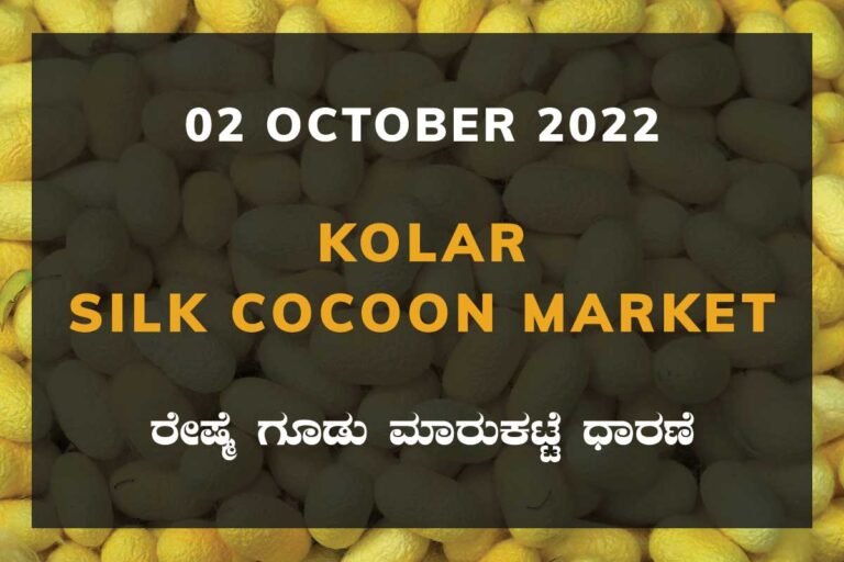Kolar Silk Cocoon Market Price Rate ಕೋಲಾರ ರೇಷ್ಮೆ ಗೂಡು ಮಾರುಕಟ್ಟೆ ಧಾರಣೆ