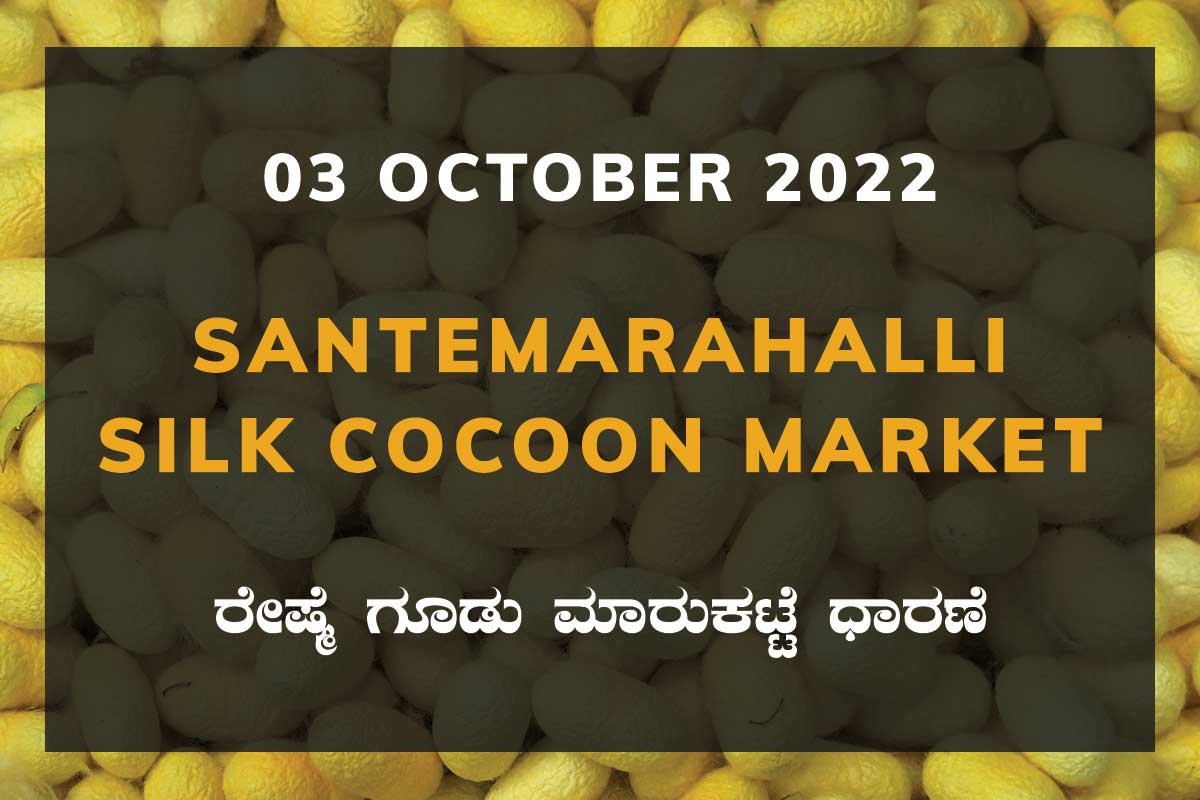03OctKa02d Silk Santemarahalli Cocoon Market