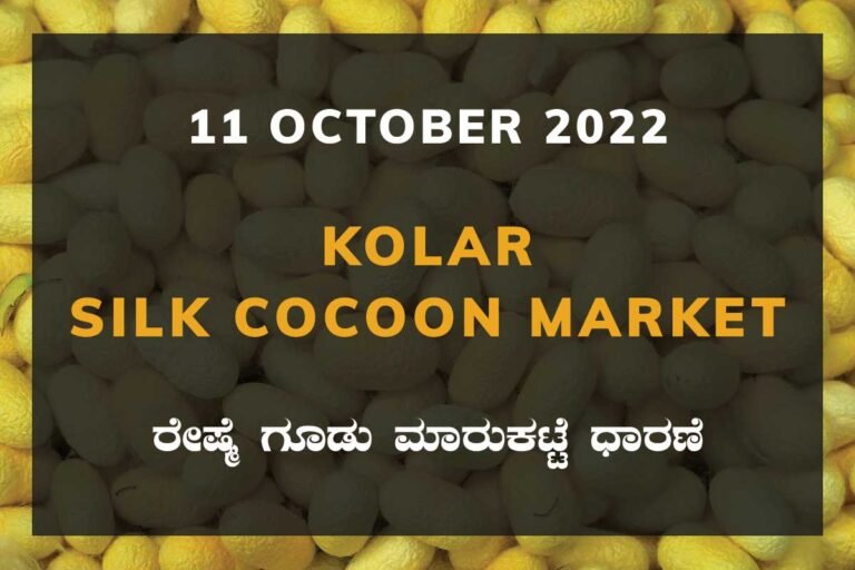 Kolar Silk Cocoon Market Price Rate ಕೋಲಾರ ರೇಷ್ಮೆ ಗೂಡು ಮಾರುಕಟ್ಟೆ ಧಾರಣೆ