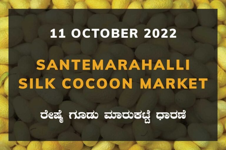 Silk Santemarahalli Cocoon Market