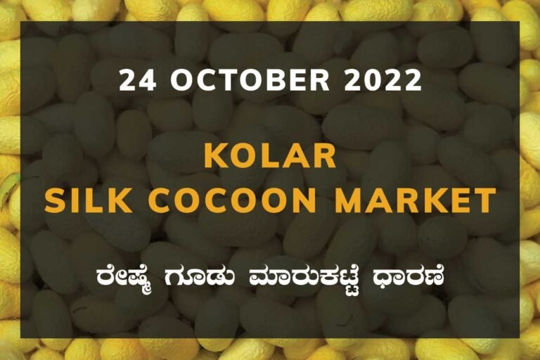 Kolar Silk Cocoon Market Price Rate ಕೋಲಾರ ರೇಷ್ಮೆ ಗೂಡು ಮಾರುಕಟ್ಟೆ ಧಾರಣೆ