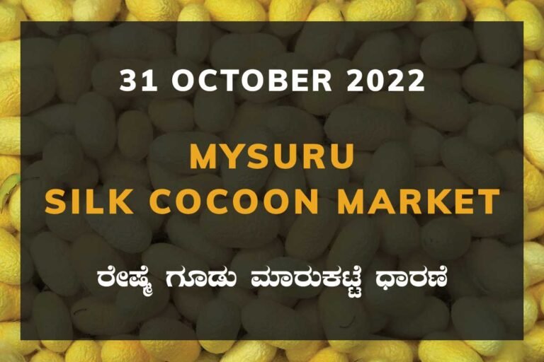 Mysuru Mysore Silk Cocoon Market Price Rate ಮೈಸೂರು ರೇಷ್ಮೆ ಗೂಡು ಮಾರುಕಟ್ಟೆ ಧಾರಣೆ