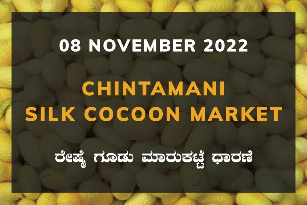 Chintamani Silk Cocoon Market Price Rate ಚಿಂತಾಮಣಿ ರೇಷ್ಮೆ ಗೂಡು ಮಾರುಕಟ್ಟೆ ಧಾರಣೆ