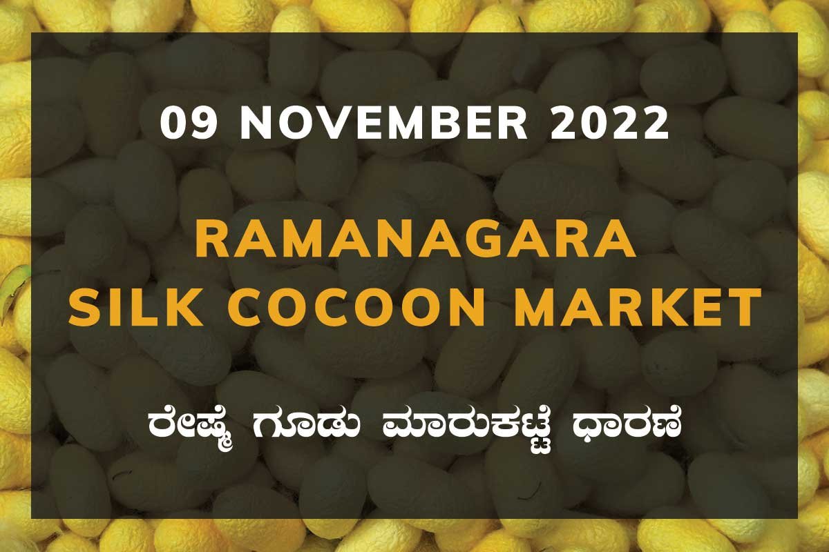 09NovtKa02h Ramanagara Silk Cocoon Market ರಾಮನಗರ ರೇಷ್ಮೆ ಗೂಡು ಮಾರುಕಟ್ಟೆ ಧಾರಣೆ