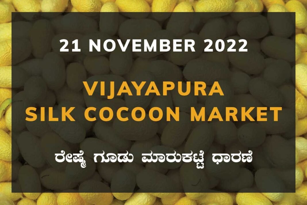 Vijayapura Silk Cocoon Market Price Rate ವಿಜಯಪುರ ರೇಷ್ಮೆ ಗೂಡು ಮಾರುಕಟ್ಟೆ ಧಾರಣೆ