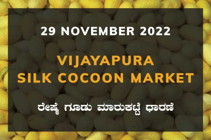 Vijayapura Silk Cocoon Market Price Rate ವಿಜಯಪುರ ರೇಷ್ಮೆ ಗೂಡು ಮಾರುಕಟ್ಟೆ ಧಾರಣೆ