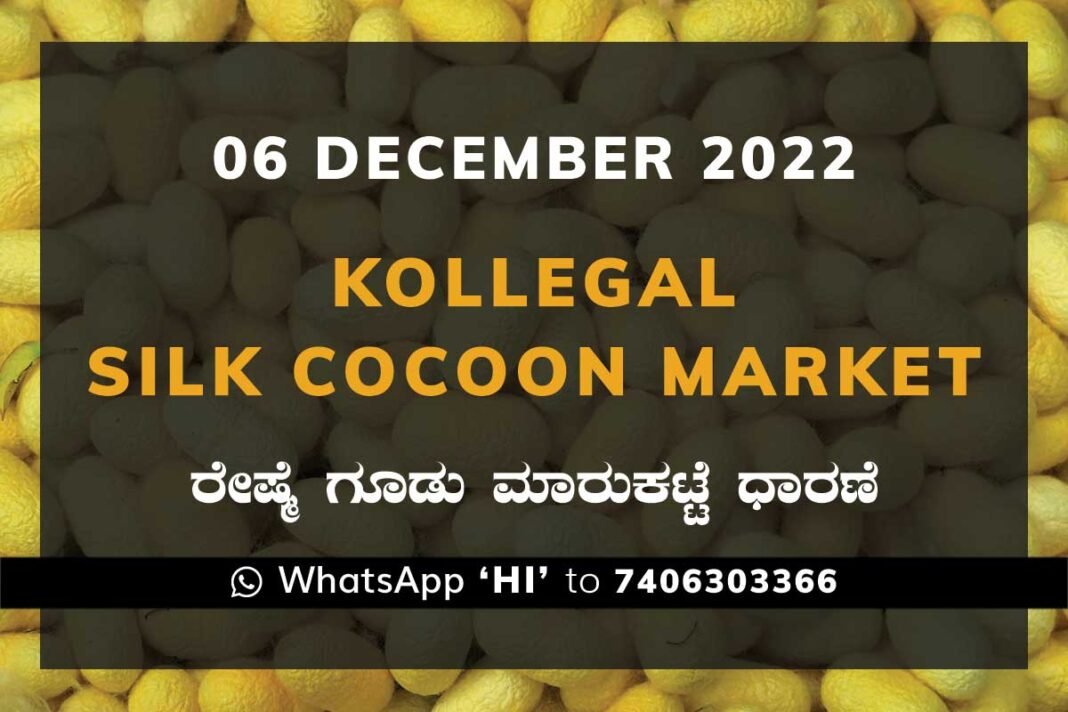 Kollegal Silk Cocoon Market Price Rate ಕೊಳ್ಳೇಗಾಲ ರೇಷ್ಮೆ ಗೂಡು ಮಾರುಕಟ್ಟೆ ಧಾರಣೆ