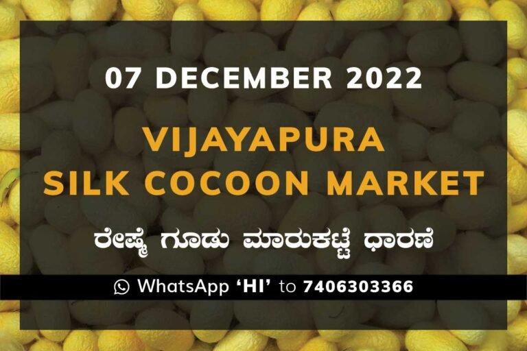 Kollegal Silk Cocoon Market Price Rate ಕೊಳ್ಳೇಗಾಲ ರೇಷ್ಮೆ ಗೂಡು ಮಾರುಕಟ್ಟೆ ಧಾರಣೆ