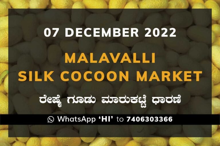 Malavalli Silk Cocoon Market Price Rate ಮಳವಳ್ಳಿ ರೇಷ್ಮೆ ಗೂಡು ಮಾರುಕಟ್ಟೆ ಧಾರಣೆ