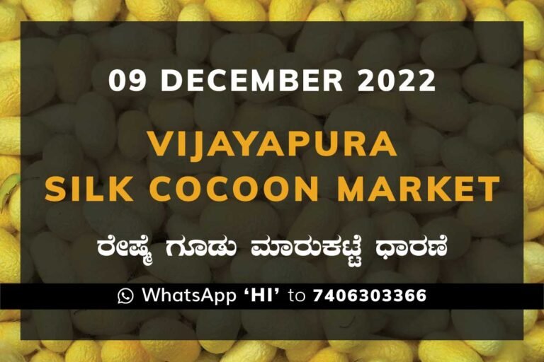 Vijayapura Silk Cocoon Market Price Rate ವಿಜಯಪುರ ರೇಷ್ಮೆ ಗೂಡು ಮಾರುಕಟ್ಟೆ ಧಾರಣೆ