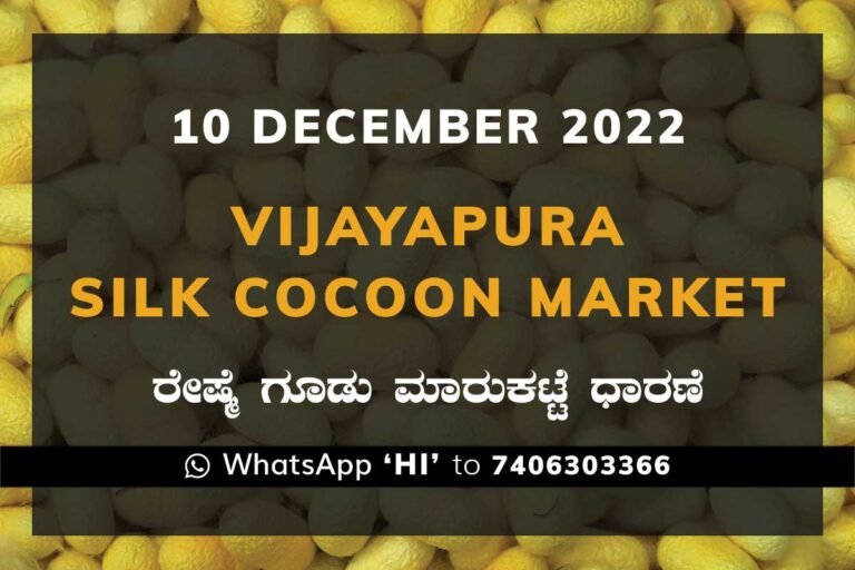Vijayapura Silk Cocoon Market Price Rate ವಿಜಯಪುರ ರೇಷ್ಮೆ ಗೂಡು ಮಾರುಕಟ್ಟೆ ಧಾರಣೆ