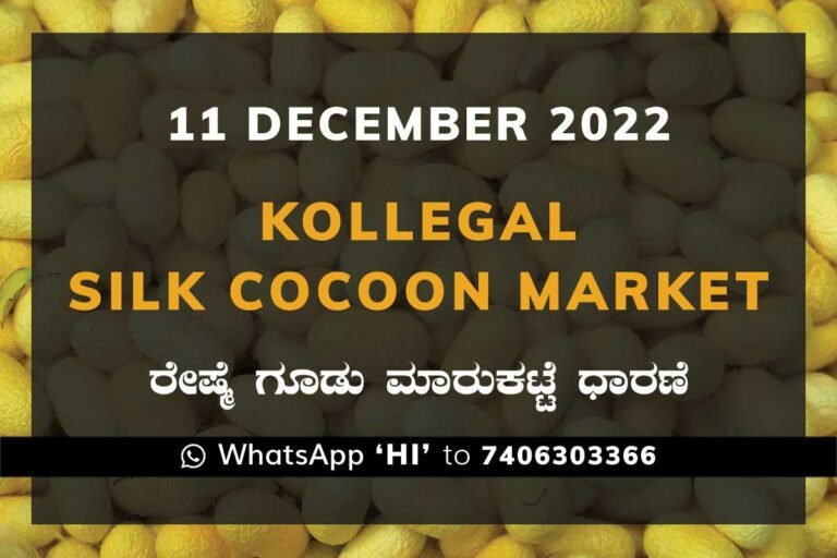 Kollegal Silk Cocoon Market Price Rate ಕೊಳ್ಳೇಗಾಲ ರೇಷ್ಮೆ ಗೂಡು ಮಾರುಕಟ್ಟೆ ಧಾರಣೆ