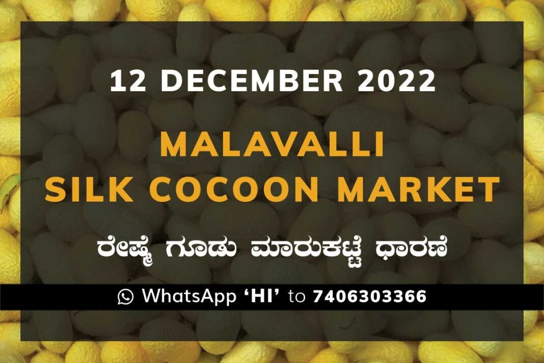 Malavalli Silk Cocoon Market Price Rate ಮಳವಳ್ಳಿ ರೇಷ್ಮೆ ಗೂಡು ಮಾರುಕಟ್ಟೆ ಧಾರಣೆ