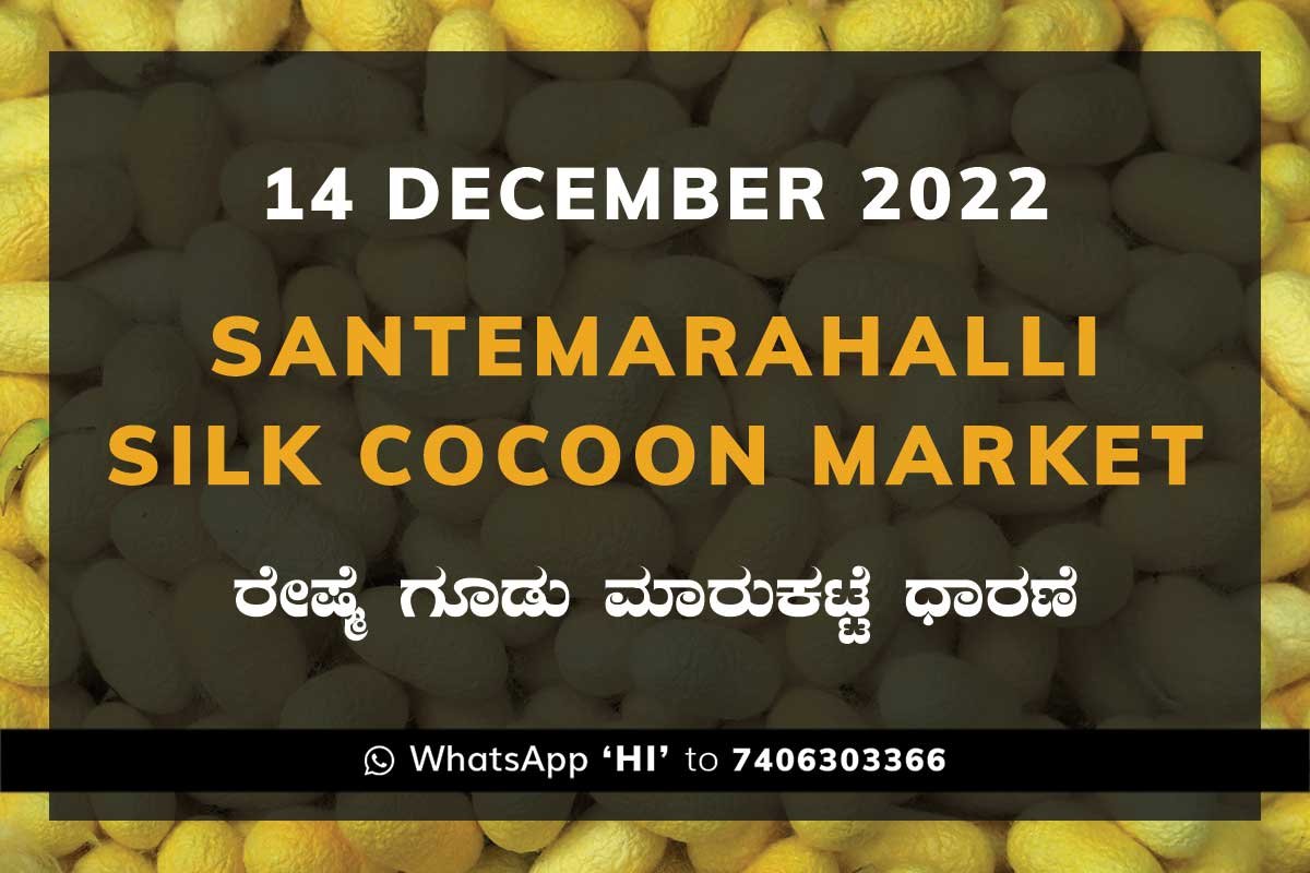 Silk Santemarahalli Government Cocoon Market