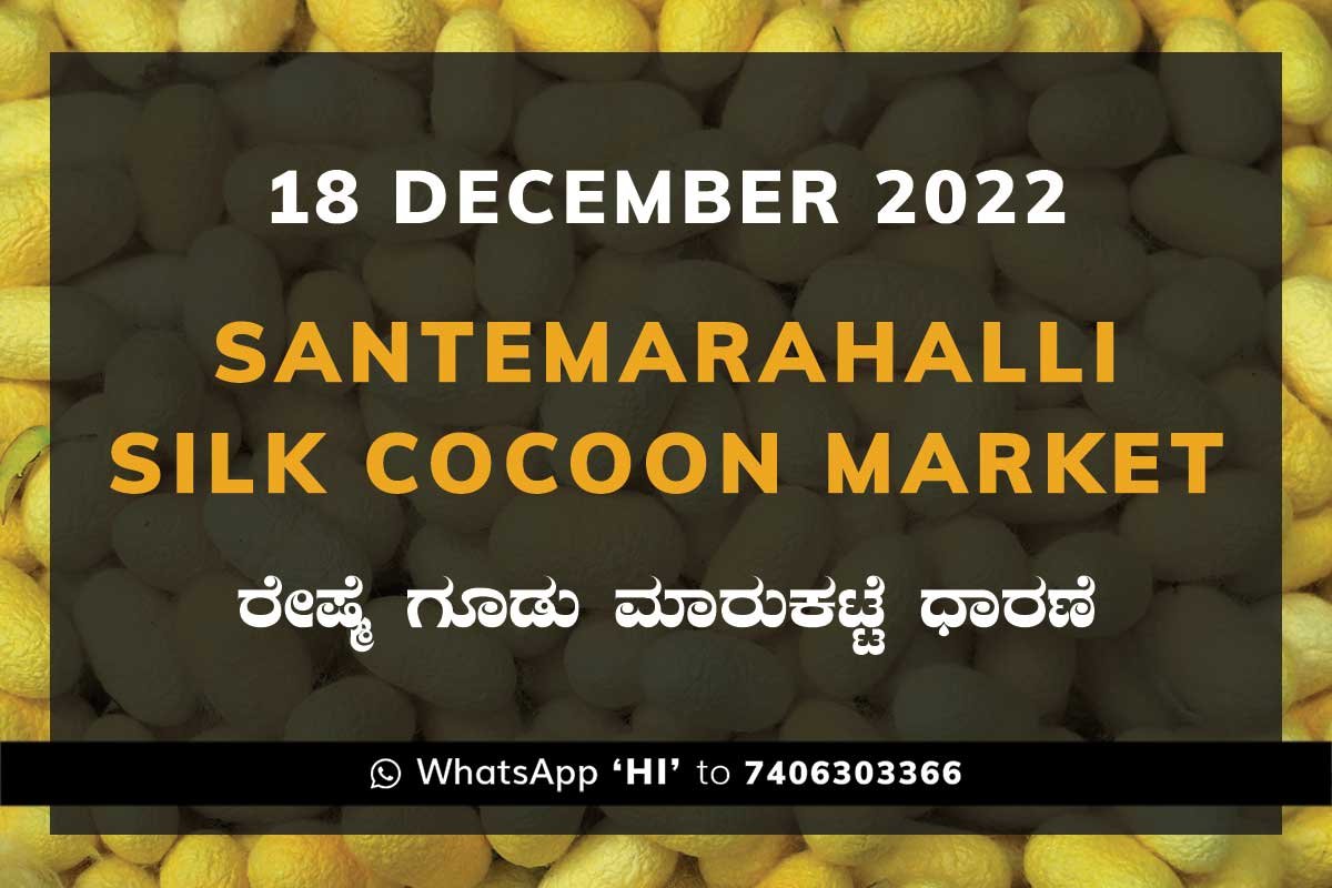 Silk Santemarahalli Government Cocoon Market