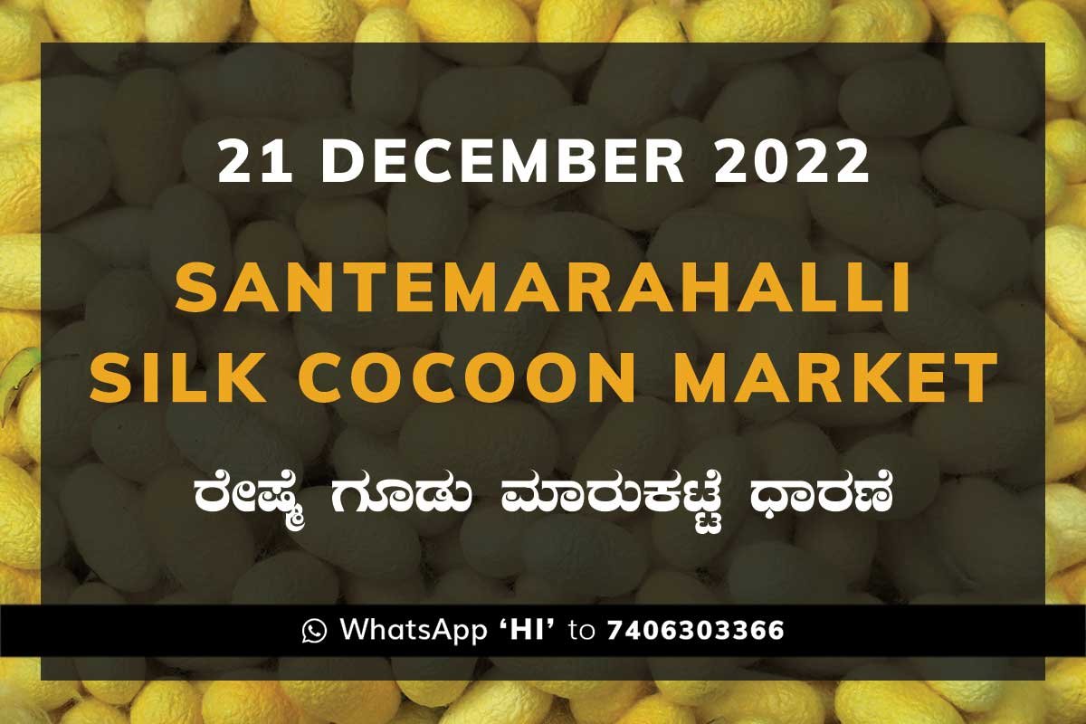 21NovKa2h Silk Santemarahalli Government Cocoon Market