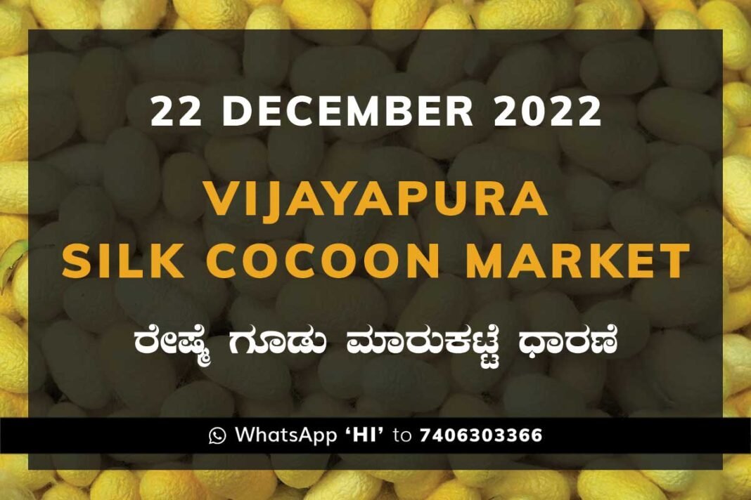 Vijayapura Silk Cocoon Market Price Rate ವಿಜಯಪುರ ರೇಷ್ಮೆ ಗೂಡು ಮಾರುಕಟ್ಟೆ ಧಾರಣೆ