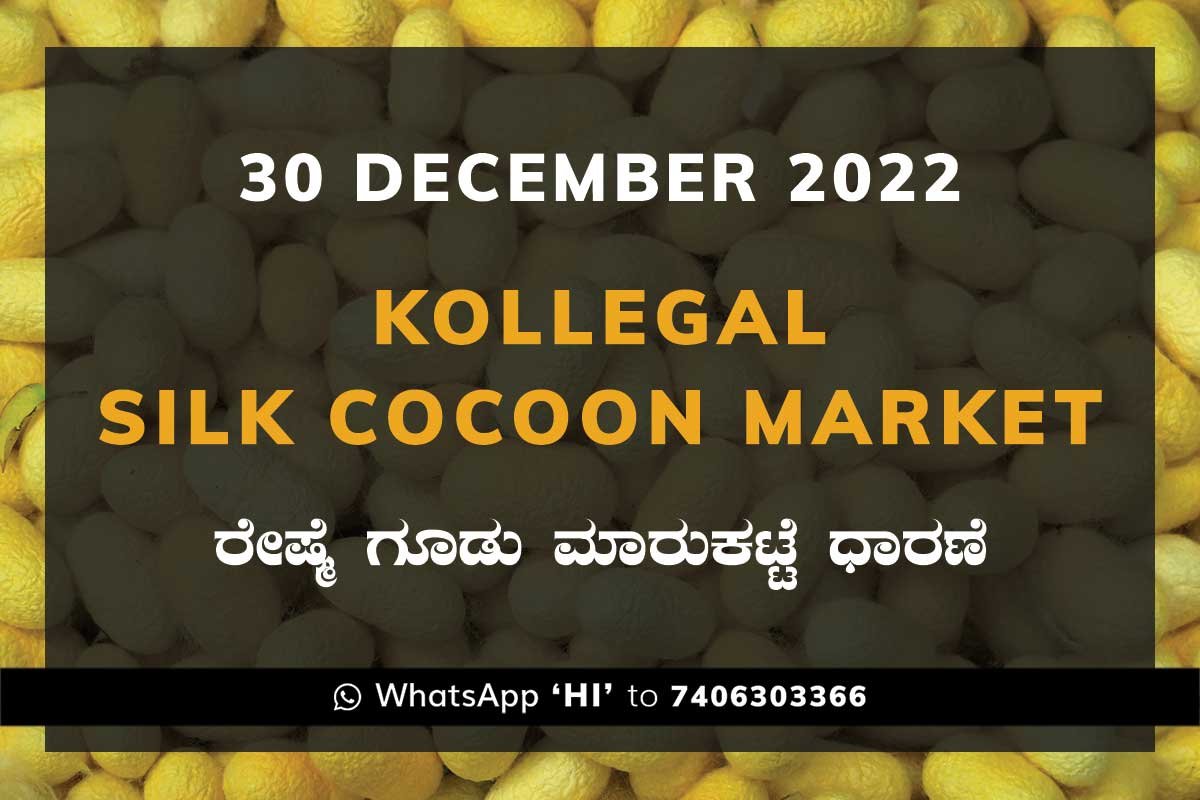 30NovKa2c Kollegal Silk Cocoon Market Price Rate ಕೊಳ್ಳೇಗಾಲ ರೇಷ್ಮೆ ಗೂಡು ಮಾರುಕಟ್ಟೆ ಧಾರಣೆ