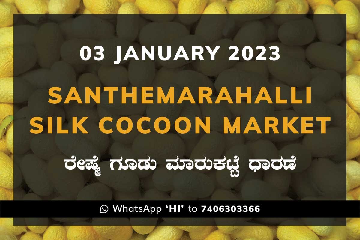 03JAN23Ka2e Silk Santhemarahalli Government Cocoon Market