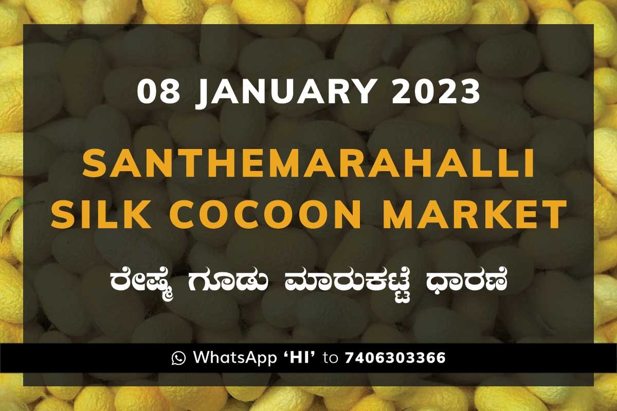 08JAN23Ka2d Silk Santhemarahalli Government Cocoon Market