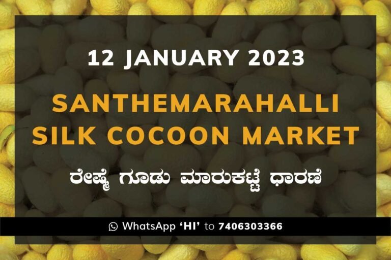 Silk Santhemarahalli Government Cocoon Market