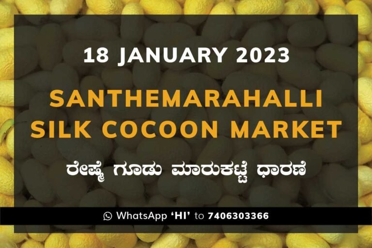 Silk Santhemarahalli Government Cocoon Market