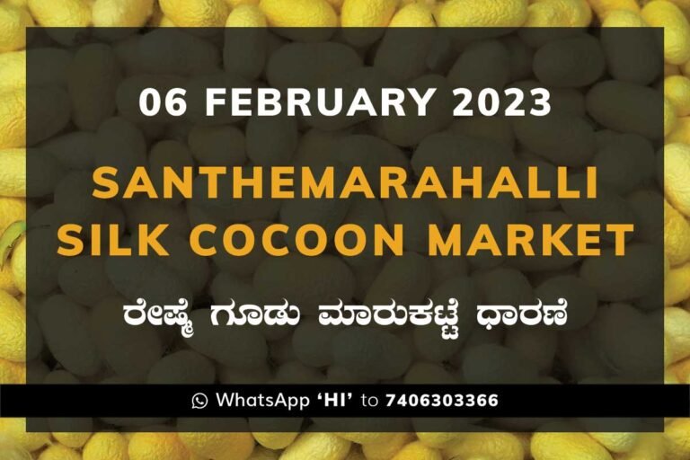 Silk Santhemarahalli Government Cocoon Market