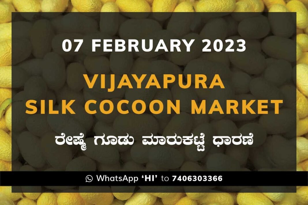 Vijayapura Silk Cocoon Market Price Rate ವಿಜಯಪುರ ರೇಷ್ಮೆ ಗೂಡು ಮಾರುಕಟ್ಟೆ ಧಾರಣೆ