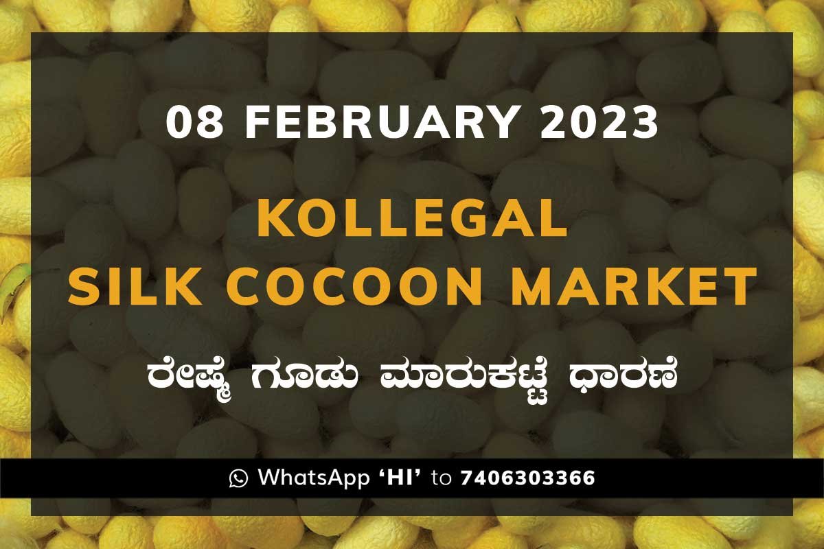 08FEB23Ka2b Kollegal Silk Cocoon Market Price Rate ಕೊಳ್ಳೇಗಾಲ ರೇಷ್ಮೆ ಗೂಡು ಮಾರುಕಟ್ಟೆ ಧಾರಣೆ
