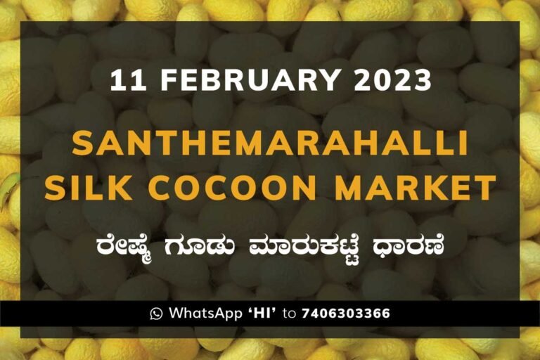 Silk Santhemarahalli Government Cocoon Market
