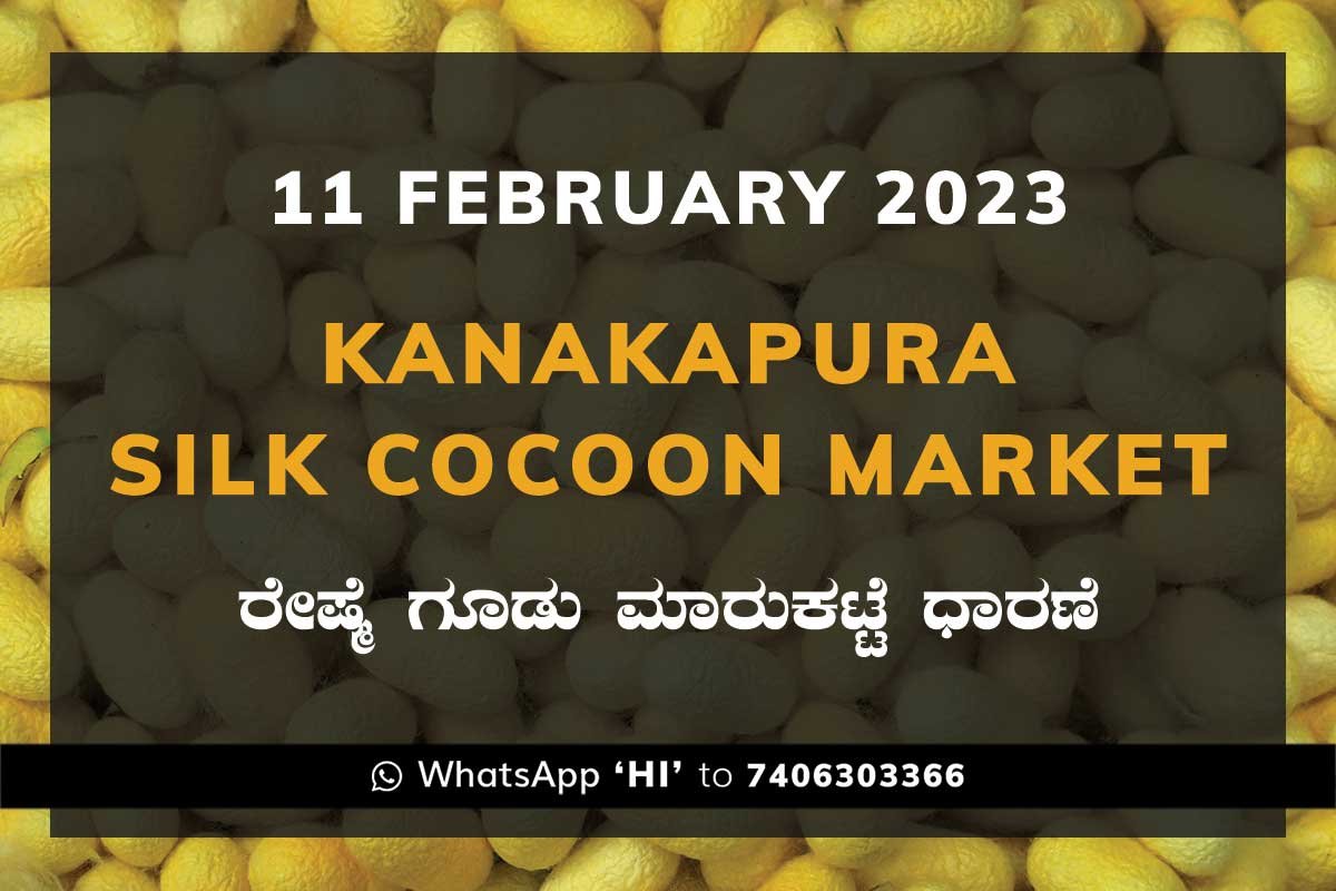 11FEB23Ka2b Kanakapura Silk Cocoon Market Price Rate ಕನಕಪುರ ರೇಷ್ಮೆ ಗೂಡು ಮಾರುಕಟ್ಟೆ ಧಾರಣೆ