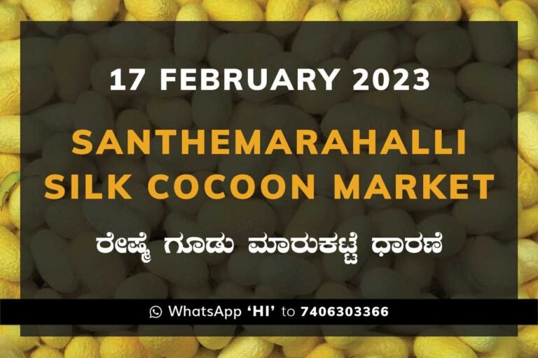 Silk Santhemarahalli Santemarahalli Government Cocoon Market