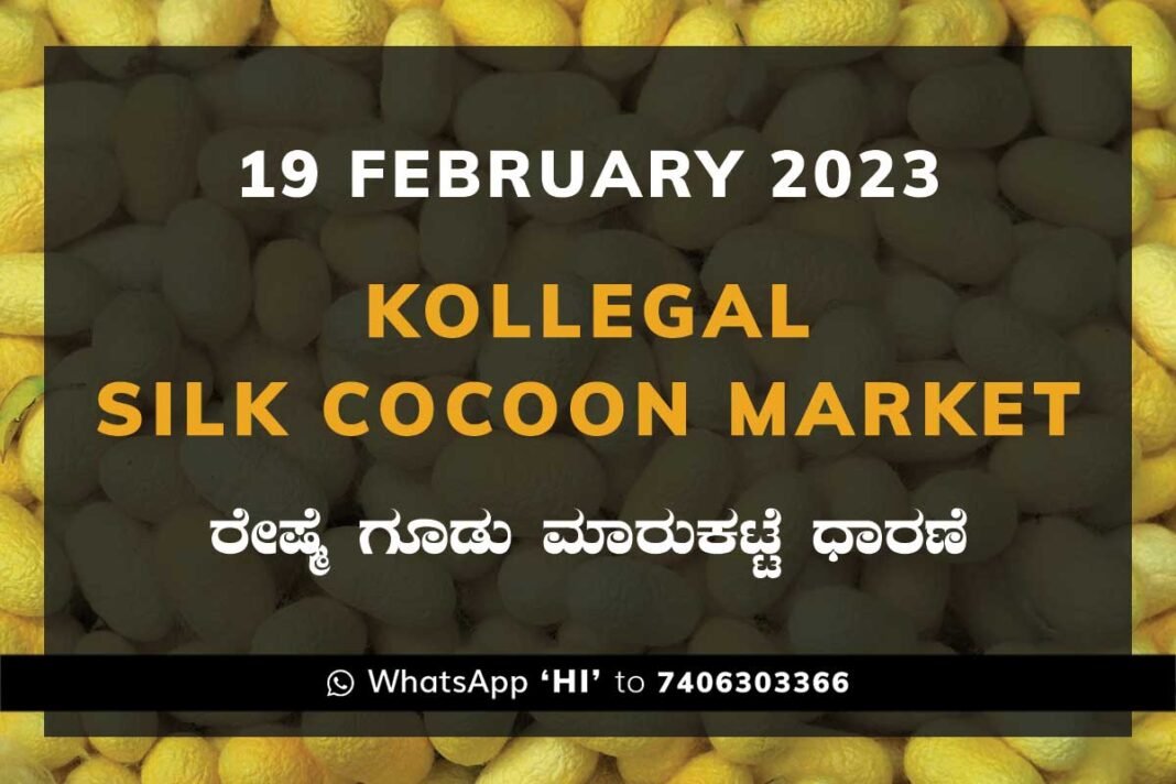 Kollegal Silk Cocoon Market Price Rate ಕೊಳ್ಳೇಗಾಲ ರೇಷ್ಮೆ ಗೂಡು ಮಾರುಕಟ್ಟೆ ಧಾರಣೆ