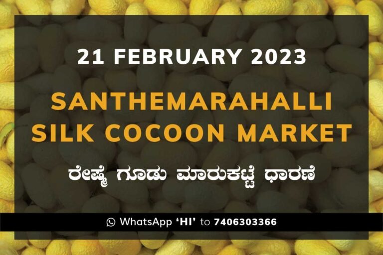 Silk Santhemarahalli Santemarahalli Government Cocoon Market