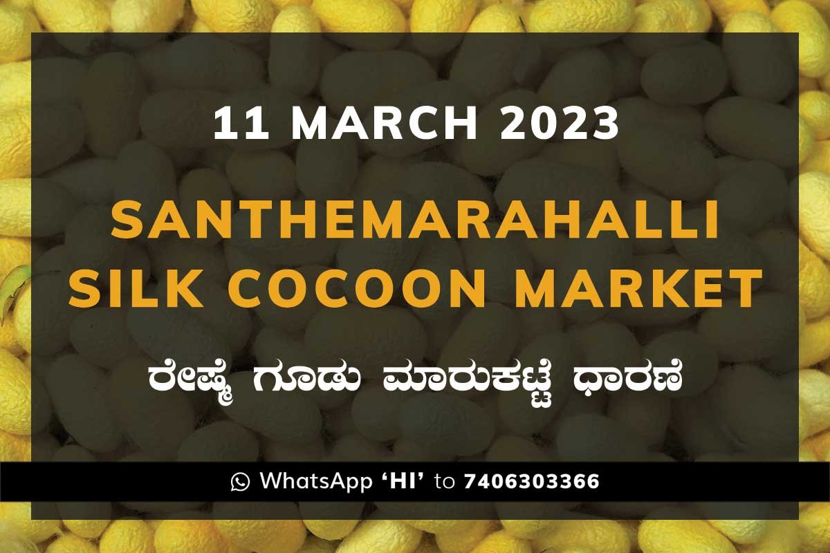 10MAR23SKa2b Silk Santhemarahalli Santemarahalli Government Cocoon Market